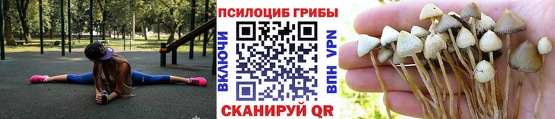 Псилоцибиновые грибы Psilocybine cubensis  Купить закладки  Купино 
